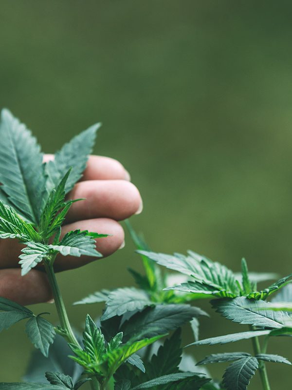CBD Concept. Marijuana leaves in the hands of men on natural backgrounds.