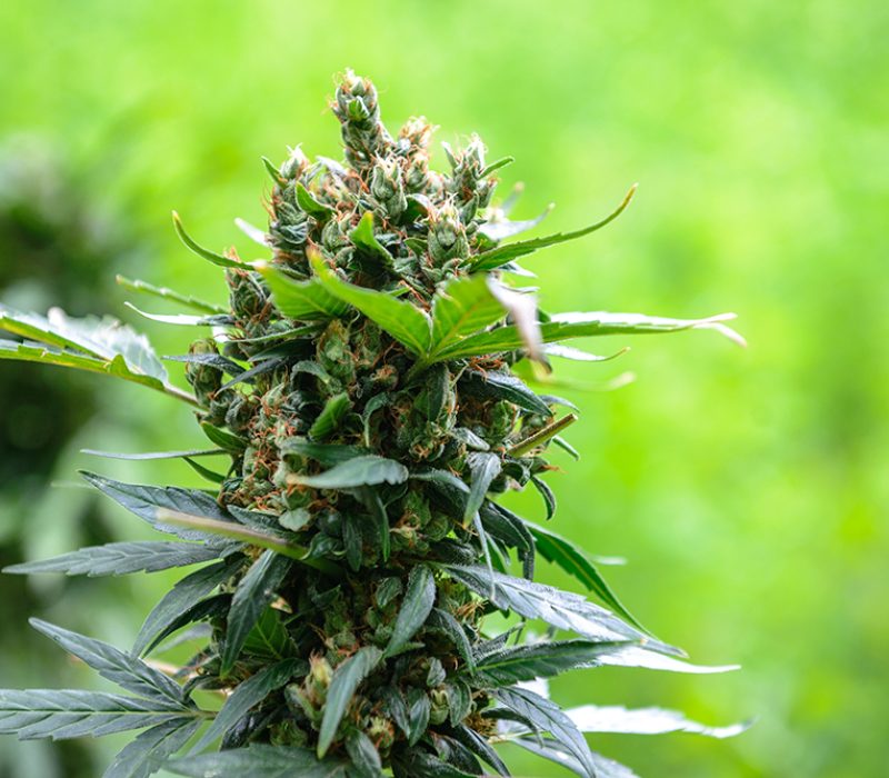 Cultivation outdoors Medical Marijuana