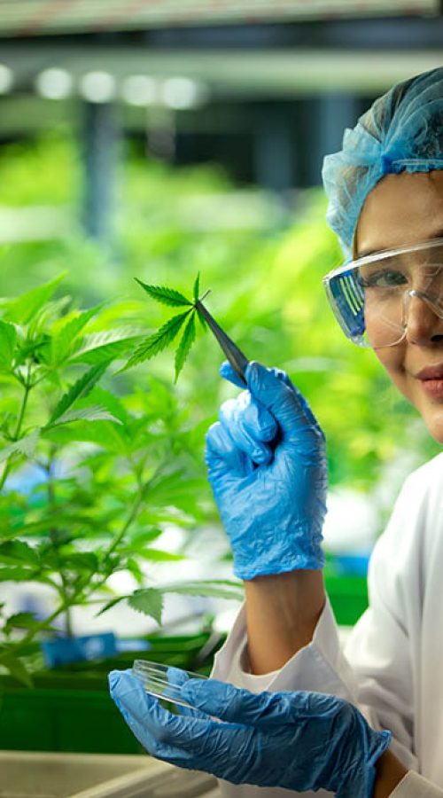Woman scientist at cannabis farm with a cannabis plant with beautiful leaves grown in a plant. Checking the integrity of the stems and leaves.