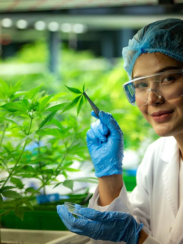 Woman scientist at cannabis farm with a cannabis plant with beau Woman scientist at cannabis farm with a cannabis plant with beautiful leaves grown in a plant. Checking the integrity of the stems and leaves.